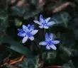 a couple of blue flowers sitting on top of a lush green field