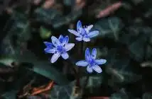 a couple of blue flowers sitting on top of a lush green field