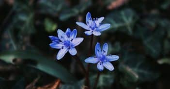 Apprenez à Identifier les Variétés d’Orchidées Bleues