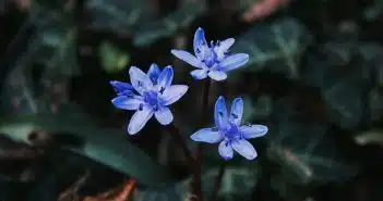 a couple of blue flowers sitting on top of a lush green field