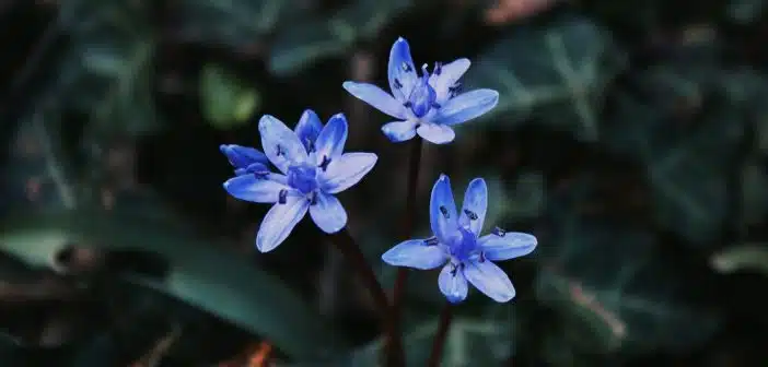 a couple of blue flowers sitting on top of a lush green field