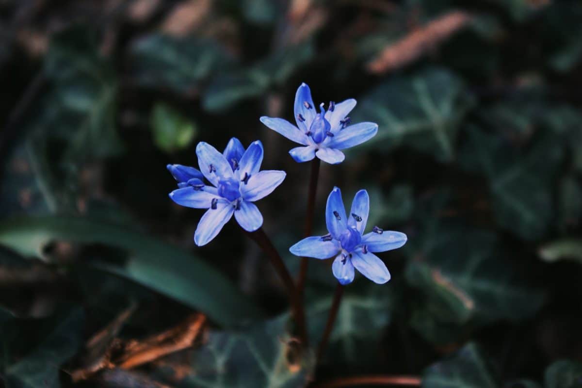 a couple of blue flowers sitting on top of a lush green field