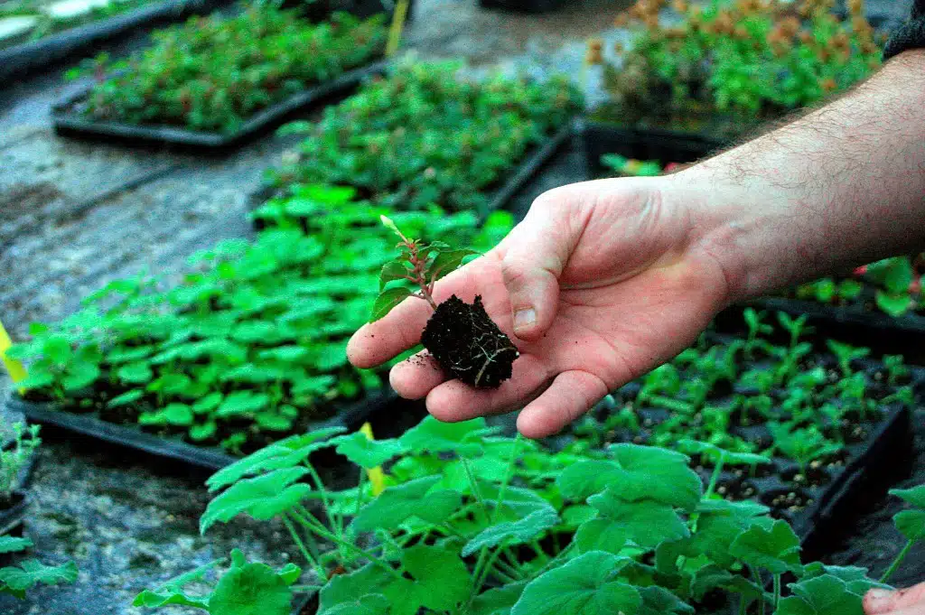 Apprendre à Cultiver un Jardin Potager Durable