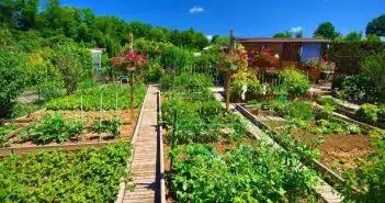 Apprendre à Cultiver un Jardin Potager Durable