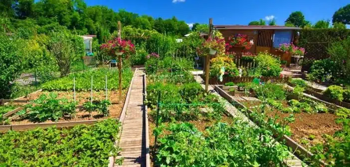 Apprendre à Cultiver un Jardin Potager Durable