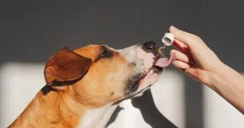 Comment acheter l'huile de cbd pour chien