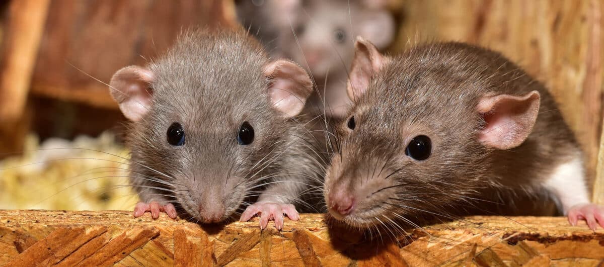 exterminer les rats
