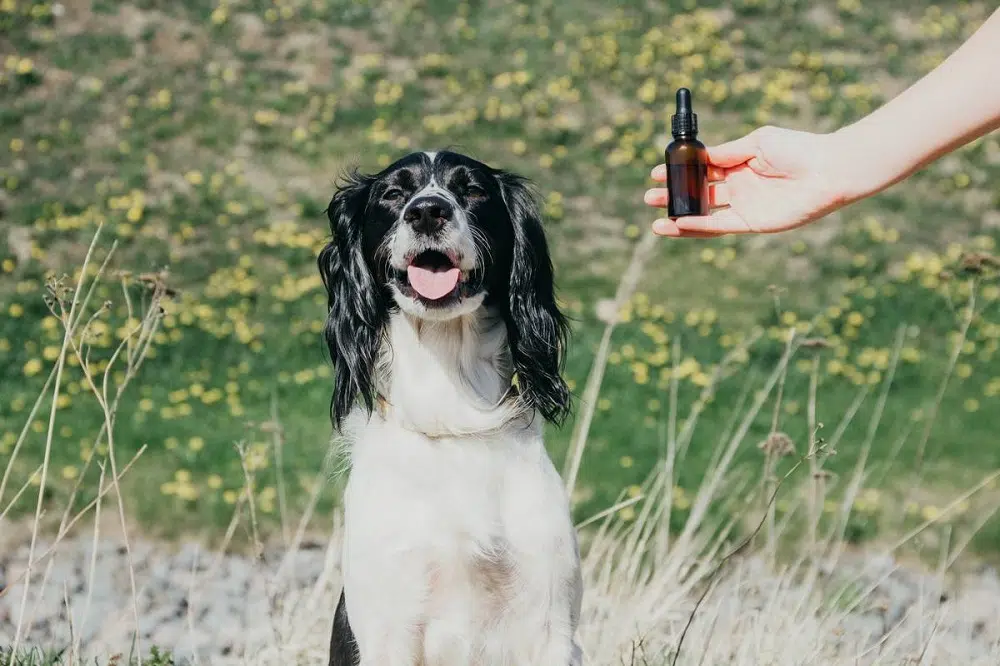 acheter l'huile de cbd pour chien