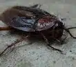 Faites appel à un professionnel pour vous débarrasser des cafards chez vous !
