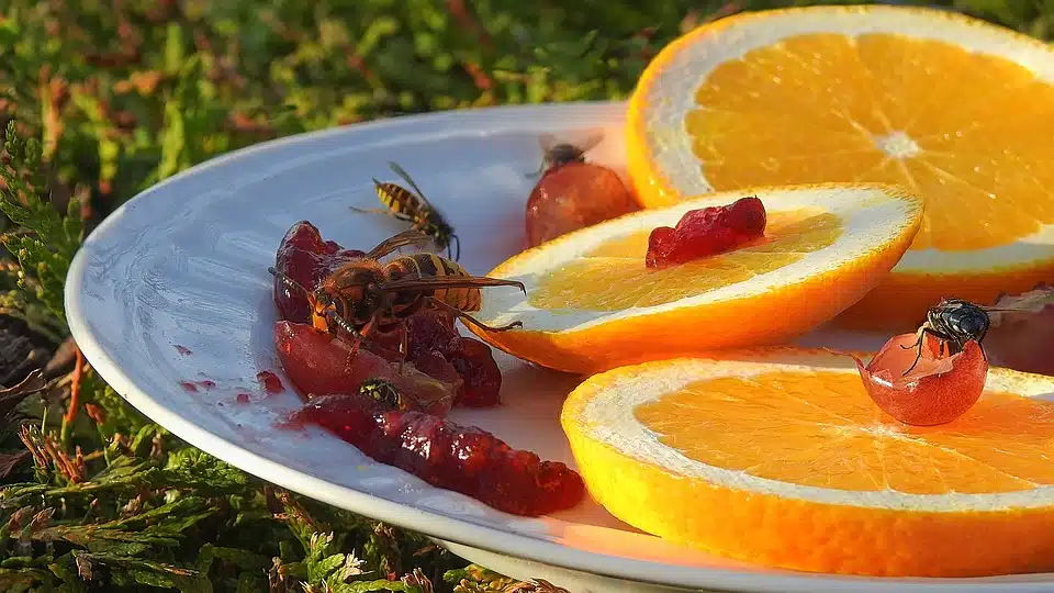 Des guêpes dans une assiette