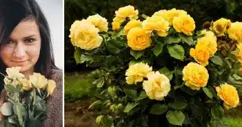 Découvrez la Signification Mystique de la Rose Jaune