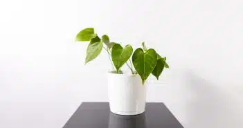 green plant in white pot on black wooden table