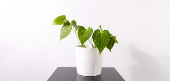 green plant in white pot on black wooden table